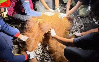 Orang Utan Ditemukan di Kobar Kalteng, Alami Hernia
